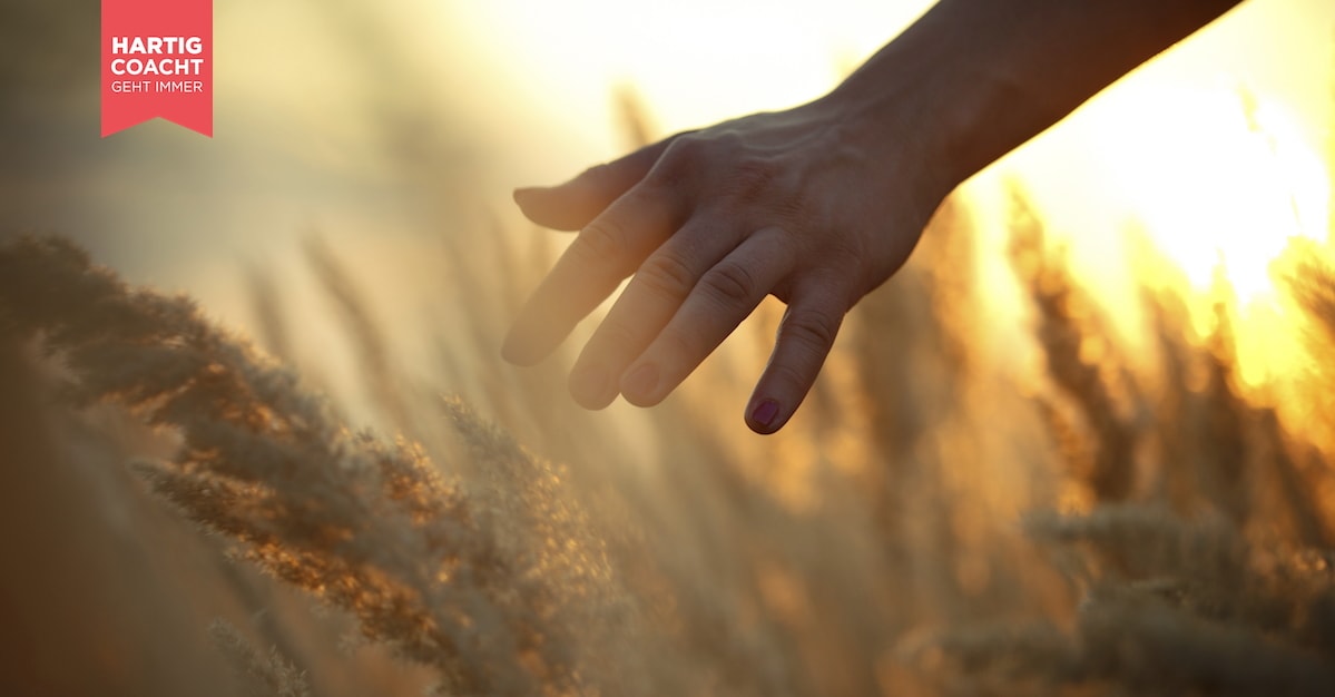 Frauenhand streicht über ein Getreidefeld - Inspirationen Karen Hartig Coaching